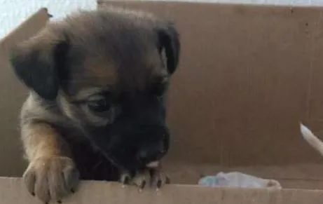 Cachorro ra a indefinida idade Abaixo de 2 meses nome sem nome