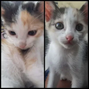 Gato raça Vira lata idade Abaixo de 2 meses nome Nao tem nome