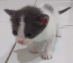 Gato raça Sem raça idade Abaixo de 2 meses nome Estão sem nomes