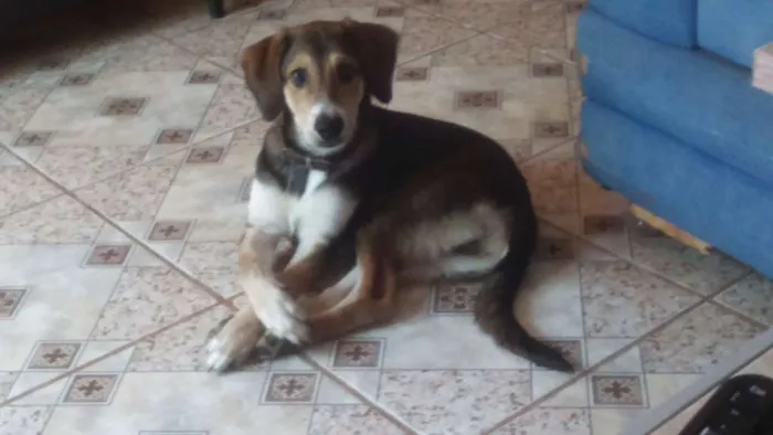 Cachorro ra a Vira-Lata idade 2 a 6 meses nome Hunter Filhote