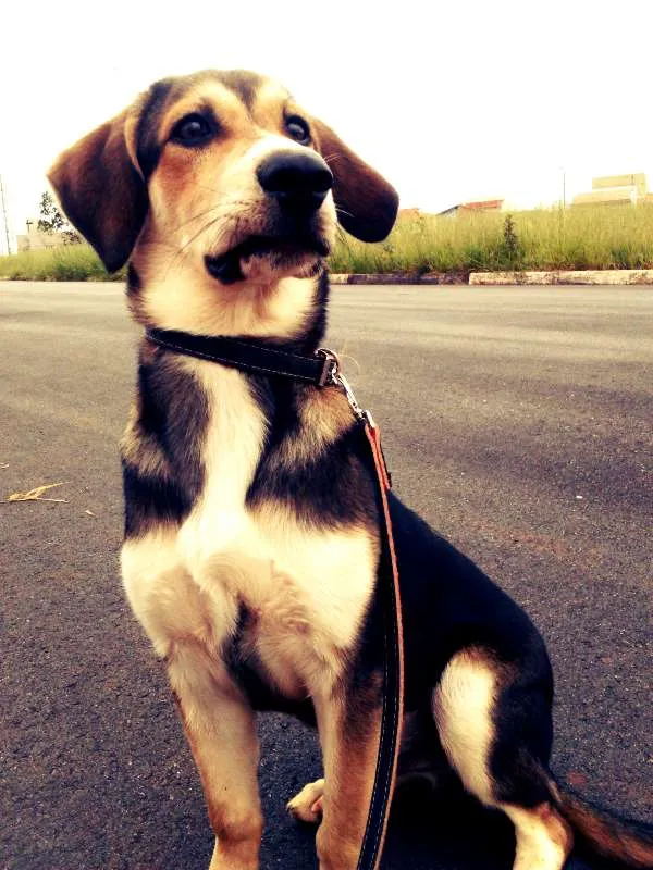 Cachorro ra a Vira-Lata idade 2 a 6 meses nome Hunter Filhote