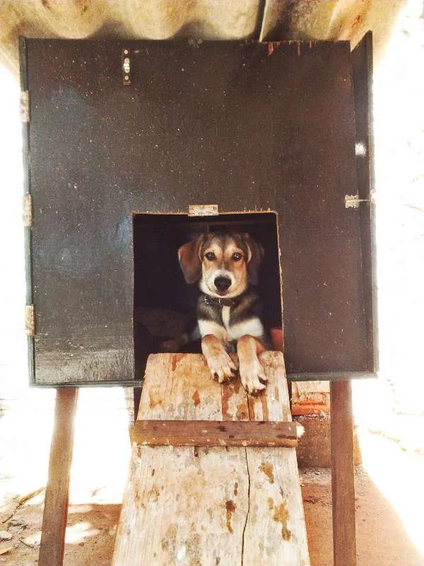 Cachorro ra a Vira-Lata idade 2 a 6 meses nome Hunter Filhote