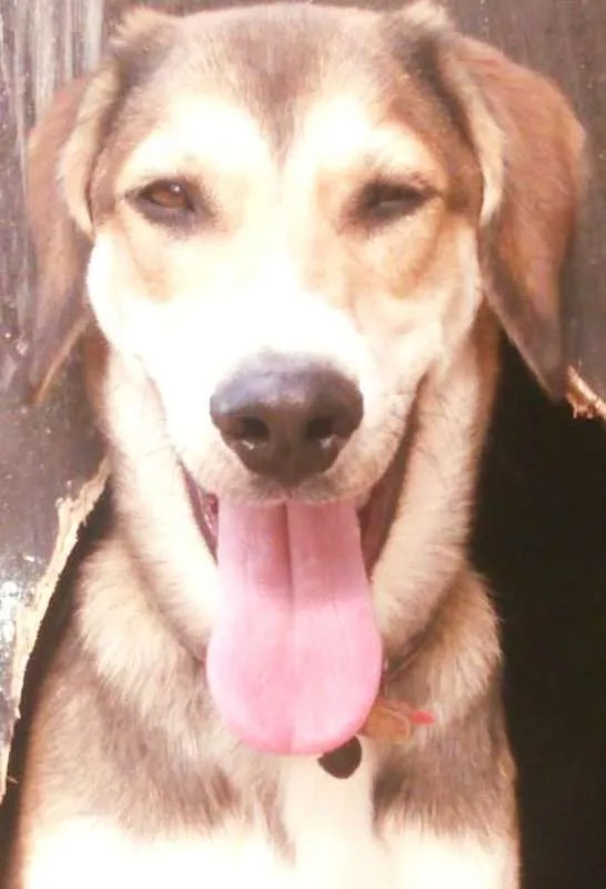 Cachorro ra a Vira-Lata idade 2 a 6 meses nome Hunter Filhote