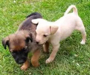 Cachorro raça indefinida idade Abaixo de 2 meses nome sem nome