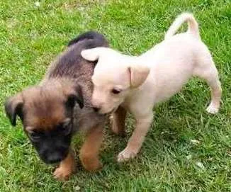 Cachorro ra a indefinida idade Abaixo de 2 meses nome sem nome