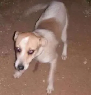 Cachorro raça Vira lata idade 1 ano nome Lili