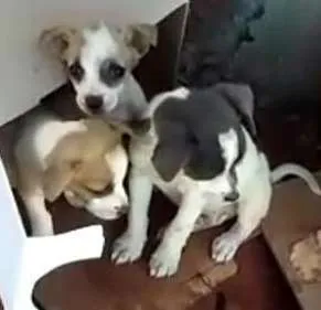 Cachorro ra a NDF idade Abaixo de 2 meses nome Vários