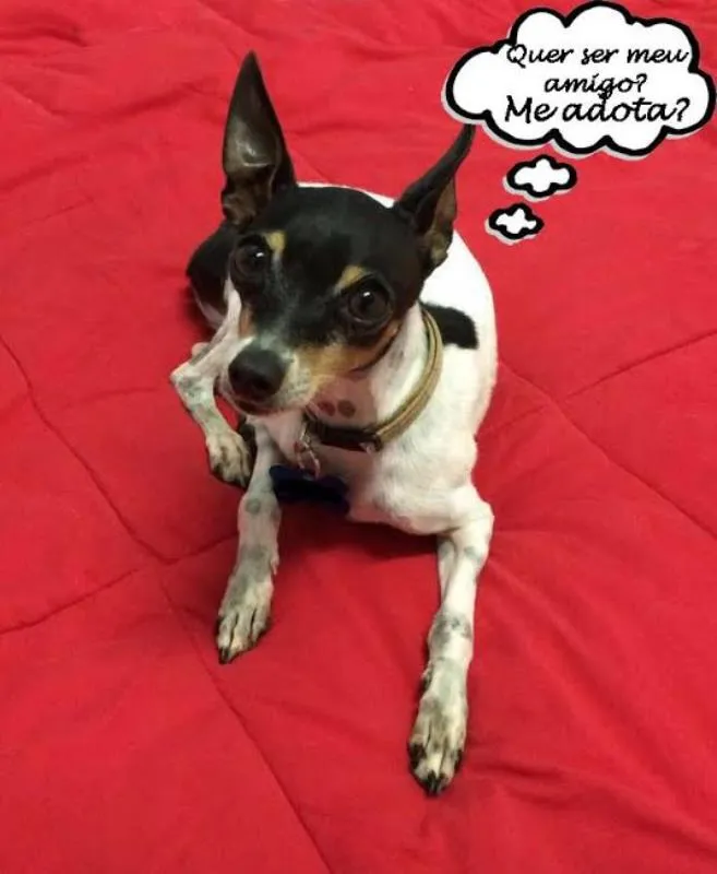Cachorro ra a Fox Paulistinha idade 3 anos nome Betinho