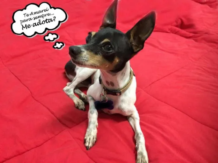 Cachorro ra a Fox Paulistinha idade 3 anos nome Betinho