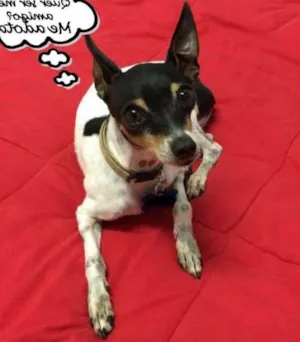 Cachorro raça Fox Paulistinha idade 3 anos nome Betinho