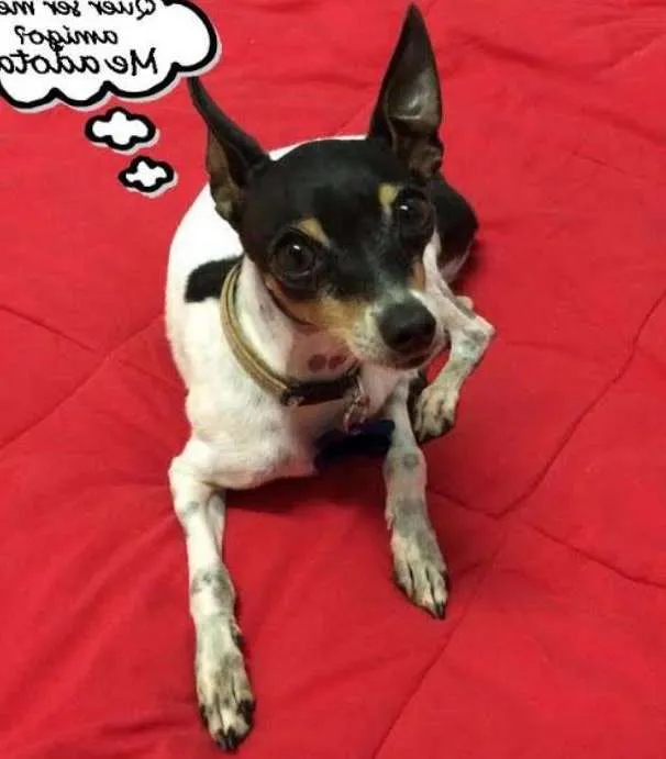 Cachorro ra a Fox Paulistinha idade 3 anos nome Betinho
