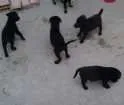 Cachorro raça Labrador X mestiça rotweiller idade 2 a 6 meses nome Filhotes