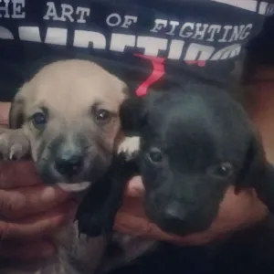 Cachorro raça SRD idade Abaixo de 2 meses nome cao