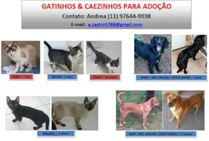 Gato raça SRD idade 2 a 6 meses nome Ainda nao tem
