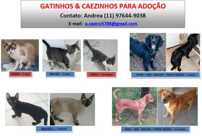 Gato ra a SRD idade 2 a 6 meses nome Ainda nao tem