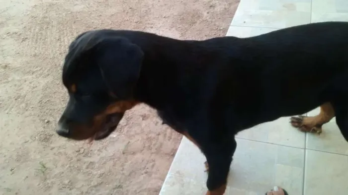 Cachorro ra a Rottweiler idade 2 a 6 meses nome Pandora