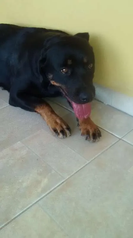 Cachorro ra a Rottweiler idade 2 a 6 meses nome Pandora