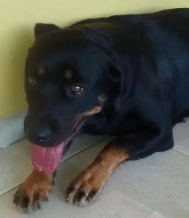 Cachorro ra a Rottweiler idade 2 a 6 meses nome Pandora