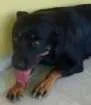 Cachorro raça Rottweiler idade 2 a 6 meses nome Pandora