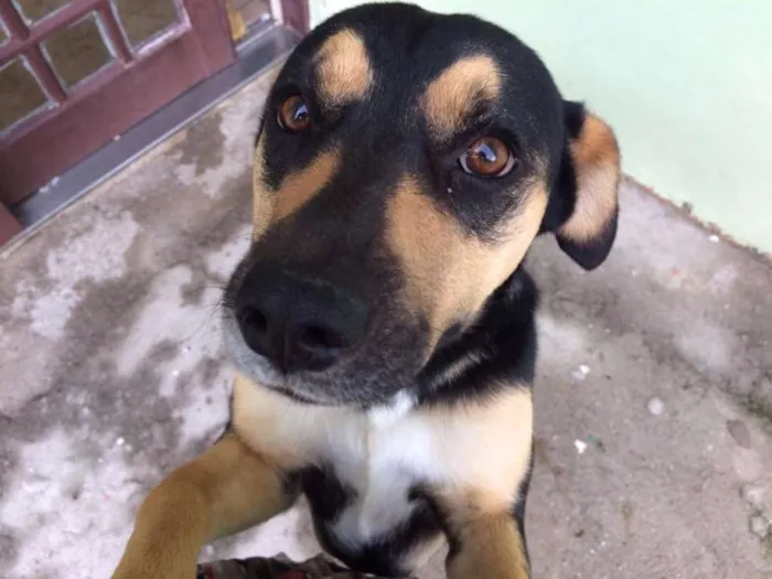 Cachorro ra a Vira lata idade 2 anos nome Stella