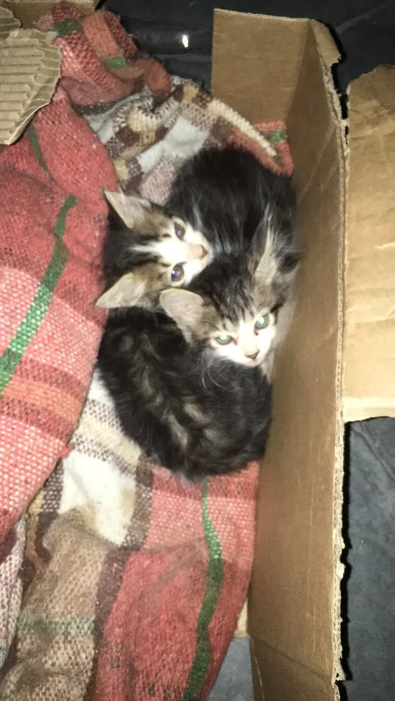 Gato ra a Viralata idade Abaixo de 2 meses nome Janis e Jimi 