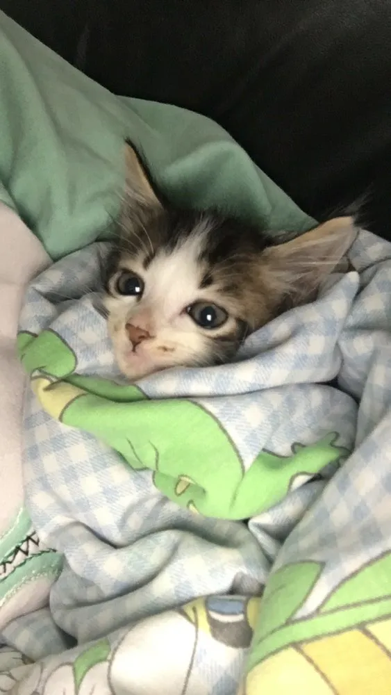 Gato ra a Viralata idade Abaixo de 2 meses nome Janis e Jimi 