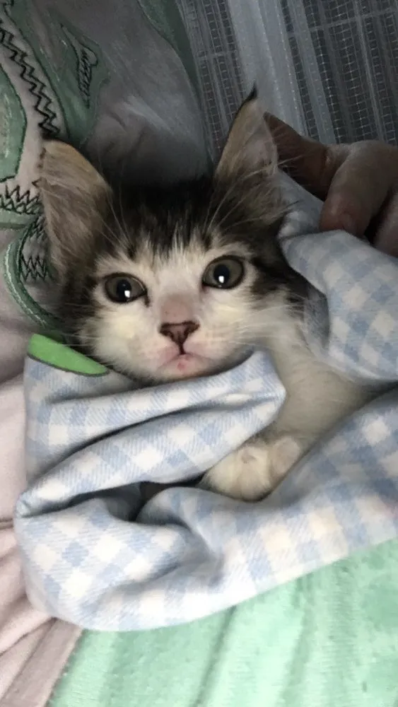 Gato ra a Viralata idade Abaixo de 2 meses nome Janis e Jimi 