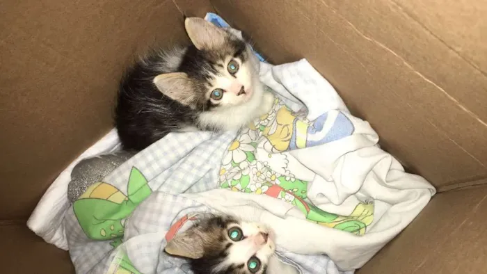 Gato ra a Viralata idade Abaixo de 2 meses nome Janis e Jimi 