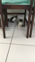 Janis e Jimi 