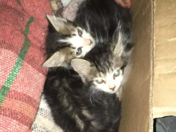 Gato ra a Viralata idade Abaixo de 2 meses nome Janis e Jimi 