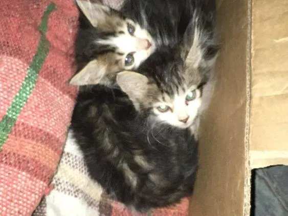 Gato ra a Viralata idade Abaixo de 2 meses nome Janis e Jimi 