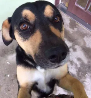Cachorro raça Vira lata idade 2 anos nome Stella
