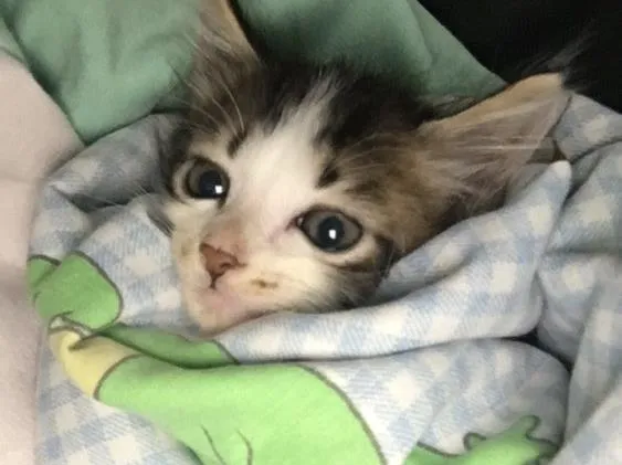 Gato ra a Viralata idade Abaixo de 2 meses nome Janis e Jimi 