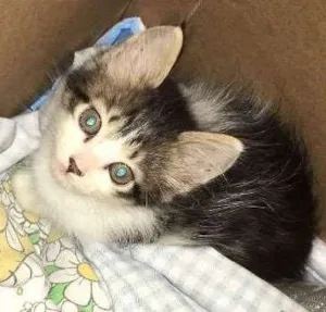 Gato raça Viralata idade Abaixo de 2 meses nome Janis e Jimi 
