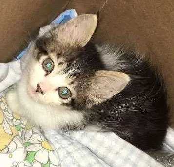 Gato ra a Viralata idade Abaixo de 2 meses nome Janis e Jimi 
