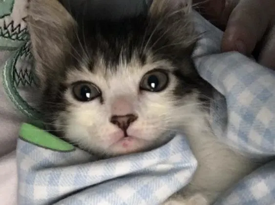 Gato ra a Viralata idade Abaixo de 2 meses nome Janis e Jimi 