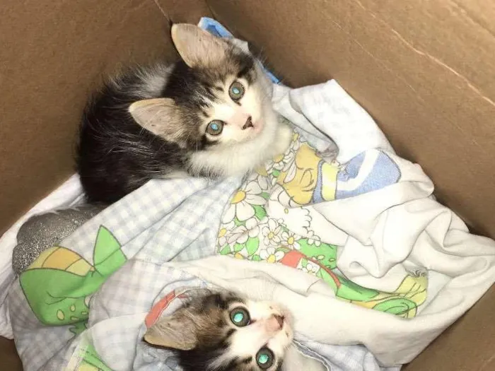 Gato ra a Viralata idade Abaixo de 2 meses nome Janis e Jimi 