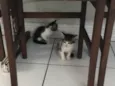 Janis e Jimi 