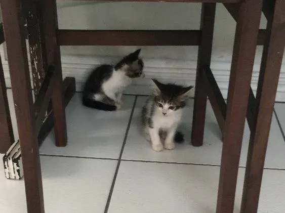 Gato ra a Viralata idade Abaixo de 2 meses nome Janis e Jimi 