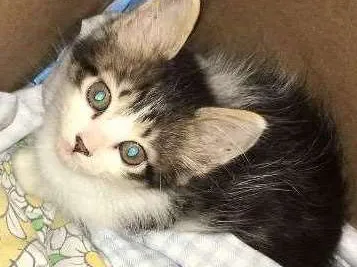 Gato ra a Viralata idade Abaixo de 2 meses nome Janis e Jimi 