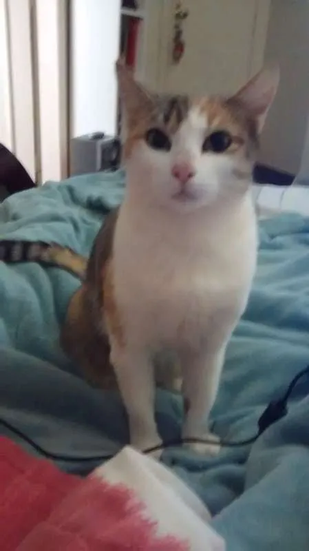 Gato raça SRD idade 2 anos nome Sophie