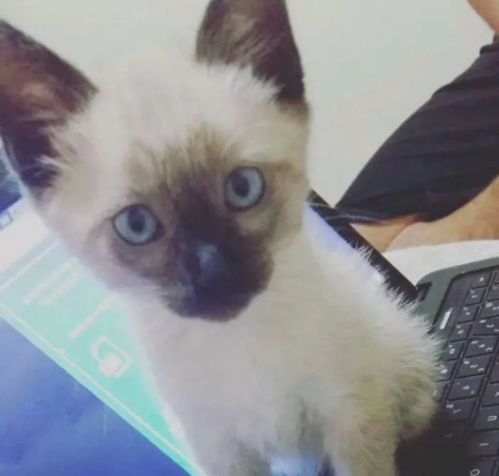 Gato ra a Ciames idade 2 a 6 meses nome Branco