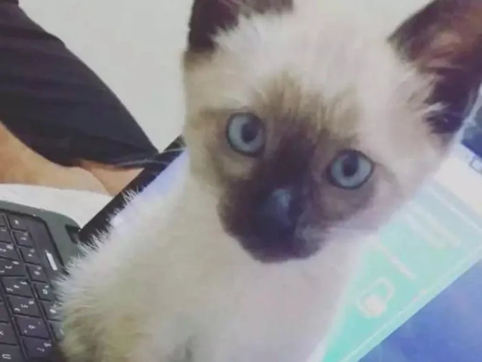 Gato ra a Ciames idade 2 a 6 meses nome Branco