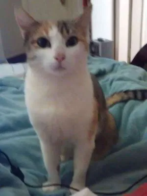 Gato raça SRD idade 2 anos nome Sophie