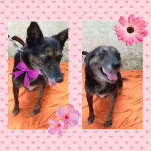 Cachorro raça srd idade 6 ou mais anos nome Lobinha 