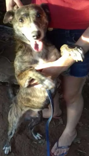 Cachorro raça SRD idade 4 anos nome Tigrinho