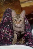 Pipoca