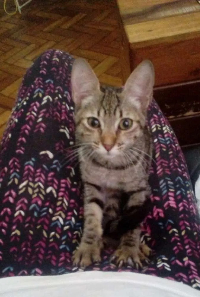 Gato ra a  idade 2 a 6 meses nome Pipoca