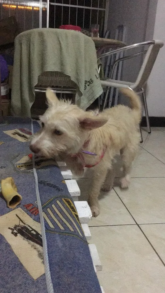 Cachorro raça SRD idade 2 anos nome Criatura