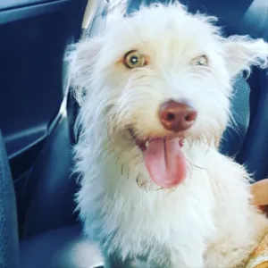 Cachorro raça SRD idade 2 anos nome Criatura